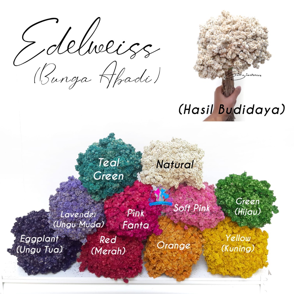 Bunga Edelweiss | Edelweis Kering | Bunga Edelweis | Bunga Kering