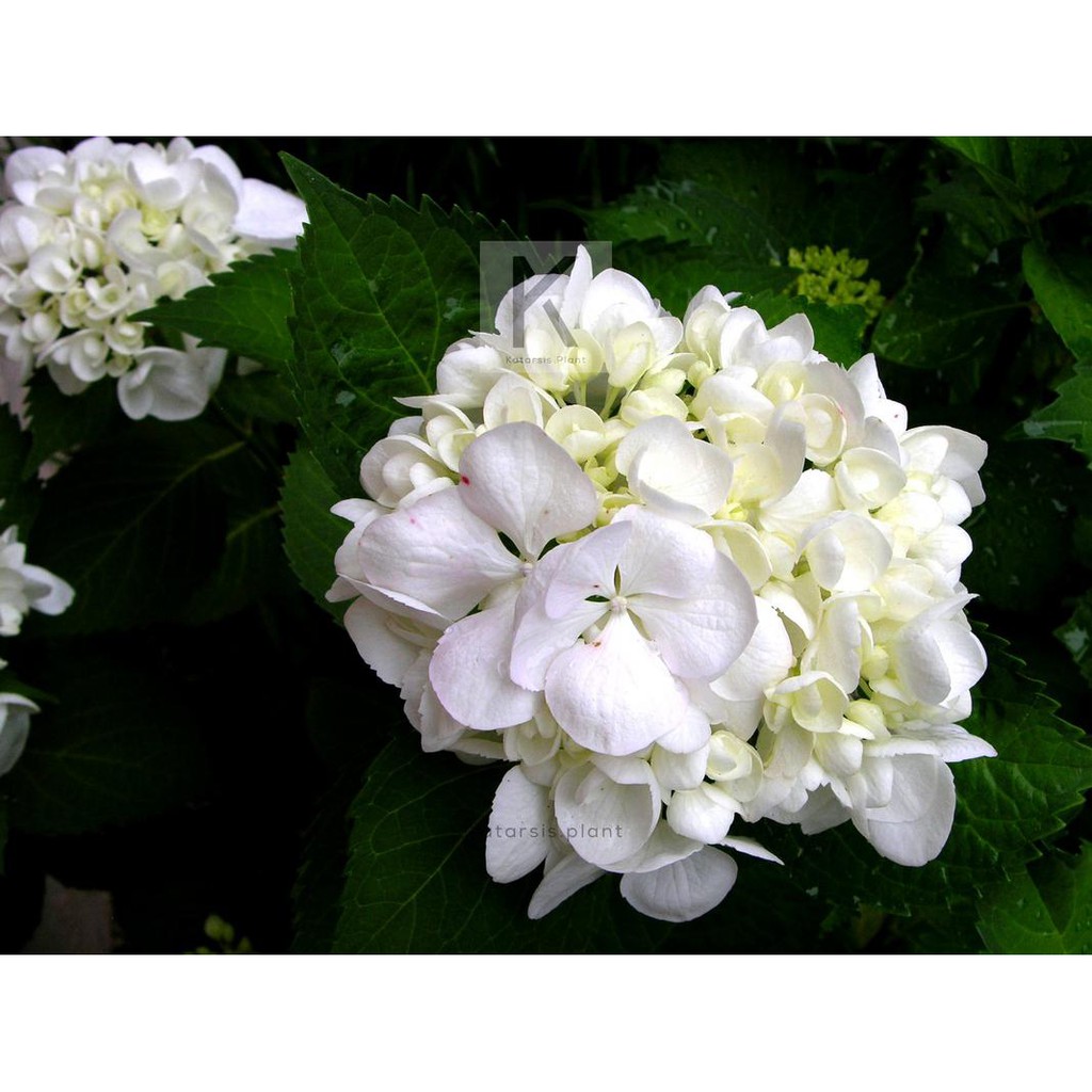 bunga Besar Hydrangeas Hidup - Hortensia - Panca Warna PUTIH