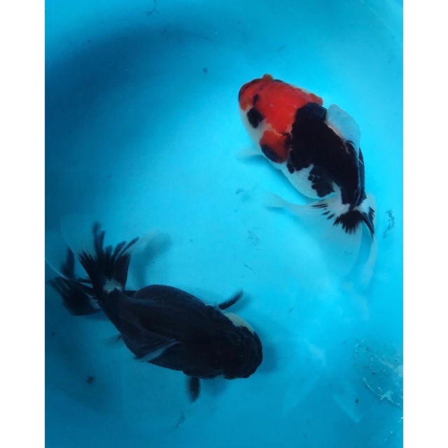 NEW DESEMBER PROMO 1 PASANG ORANDA PANDA N TANCHO