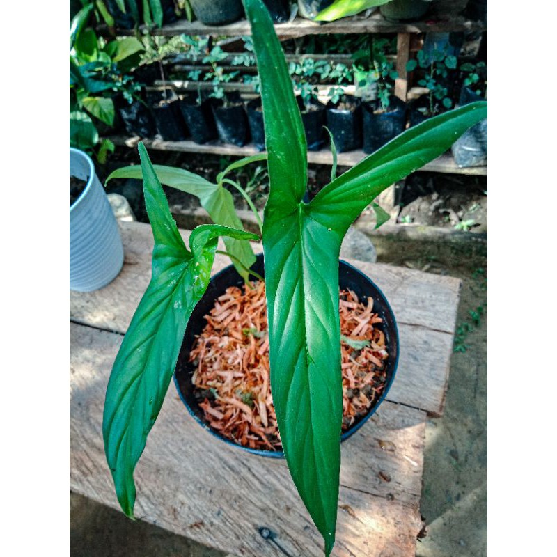 homalomena corong butterfly sp borneo