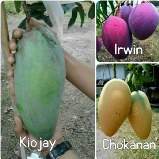 Paket tiga bibit mangga import