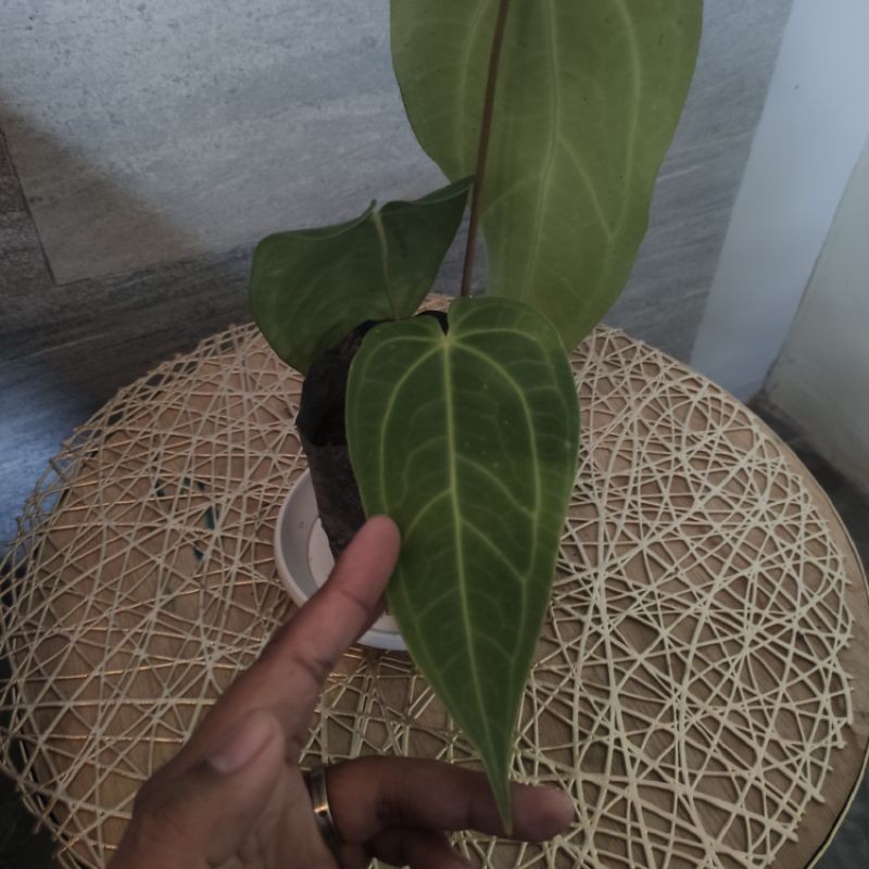 Anthurium warocqueanum / Lidah Gajah / Tanaman Hias Lidah Gajah