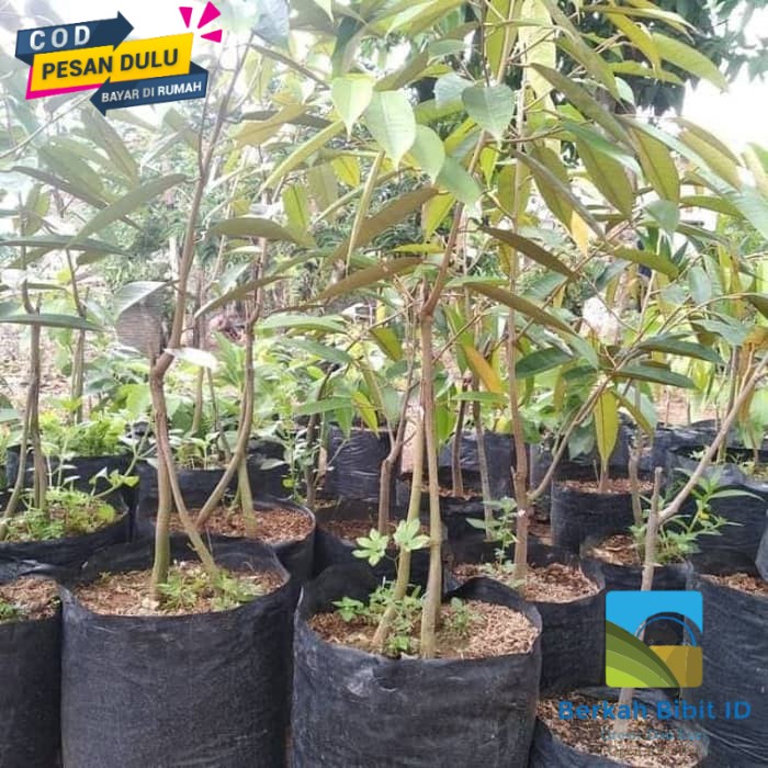 Bibit durian montong kaki 3 super