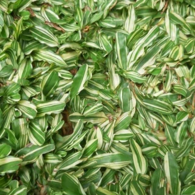 Paketan rumput gajah mini varigata -isi 5 meter-rumput varigata