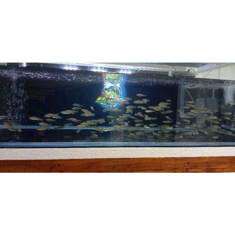 Baby Pbass Mono uk 8-10cm