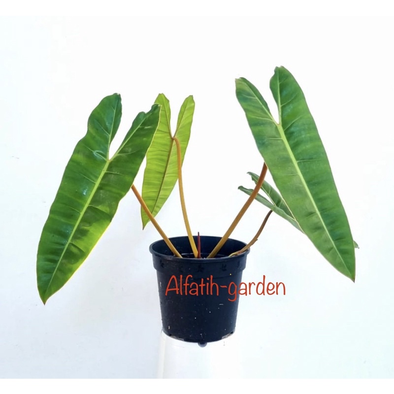 philodendron billietiae ori