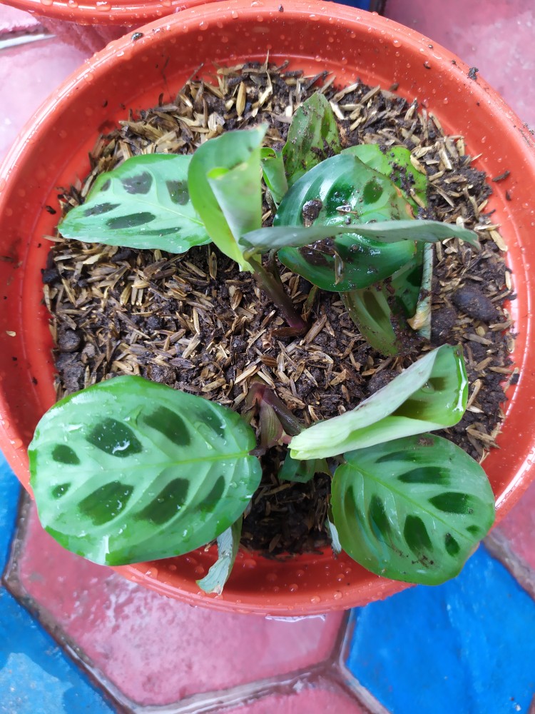 Tanaman Hias Calathea Levonero Rimbun Murah