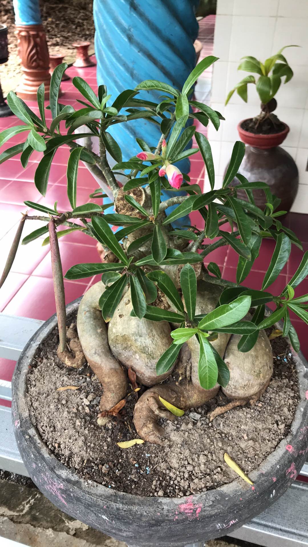 Paket Pupuk Budidaya Karet Organik. Agen Nasa Ori Kemang