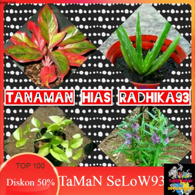 Paket murah campursari/aglonema lipstik merah/lidah buaya/sirigading lope kuning/bunga lavender