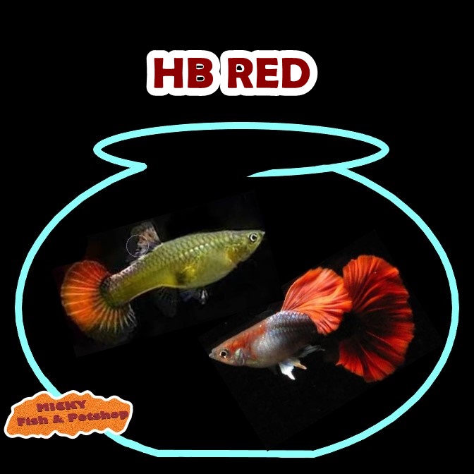 SEPASANG HB Red Indukan Grade Indukan Guppy