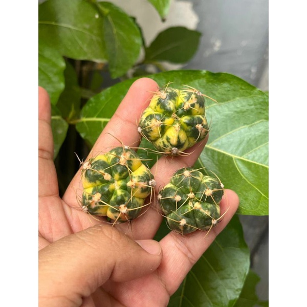 GYMNO HORSTII VARIEGATA / KAKTUS VARIEGATA / KAKTUS IMPORT
