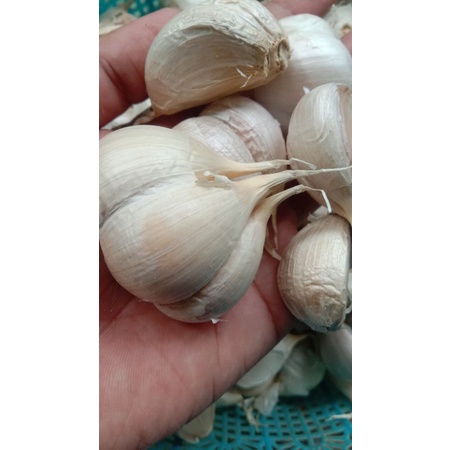 

bawang kating dominan besar