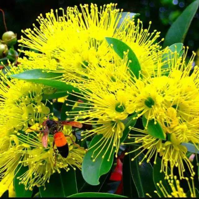 Tanaman Hias Bunga Santos Lemon Bunga Kuning Xantoslemon Kuning Shopee Indonesia