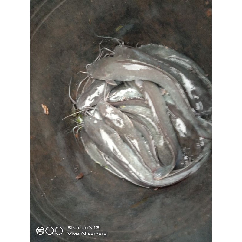 

ikan lele segar isi 10 perkilo