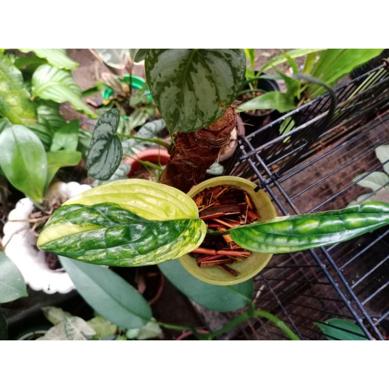 monstera Karstenianum Varigata yellow