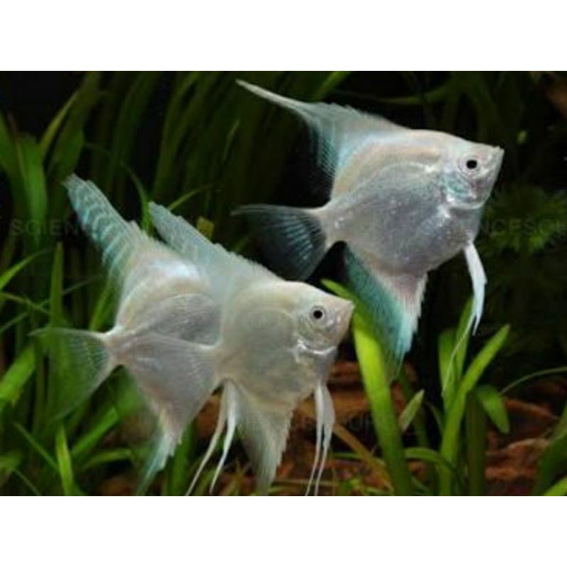 ikan manfish platinum