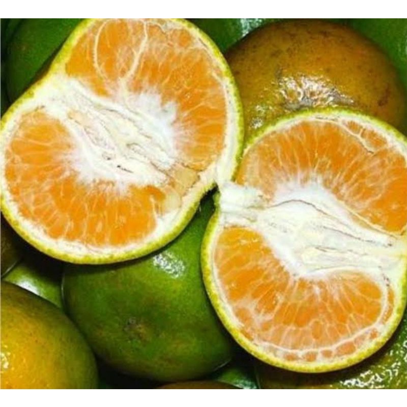 

Bibit Jeruk Siam Madu Okulasi Buah Manis