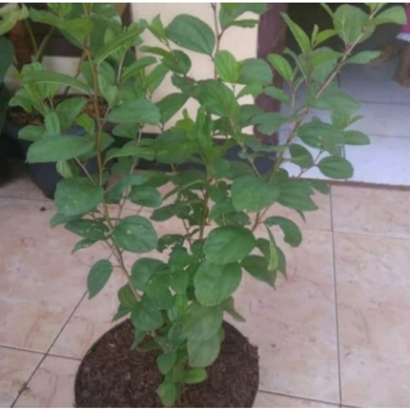 Pohon Bidara Arab Asli Tanaman Herbal Bibit Pohon Daun Bidara Arab