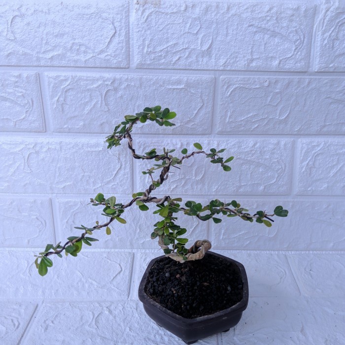 Bonsai mame Saeng Simbur Vietnam Bonsai