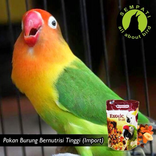 Exotic Fruit Versele Laga Pakan Harian Tambahan Extra Fooding