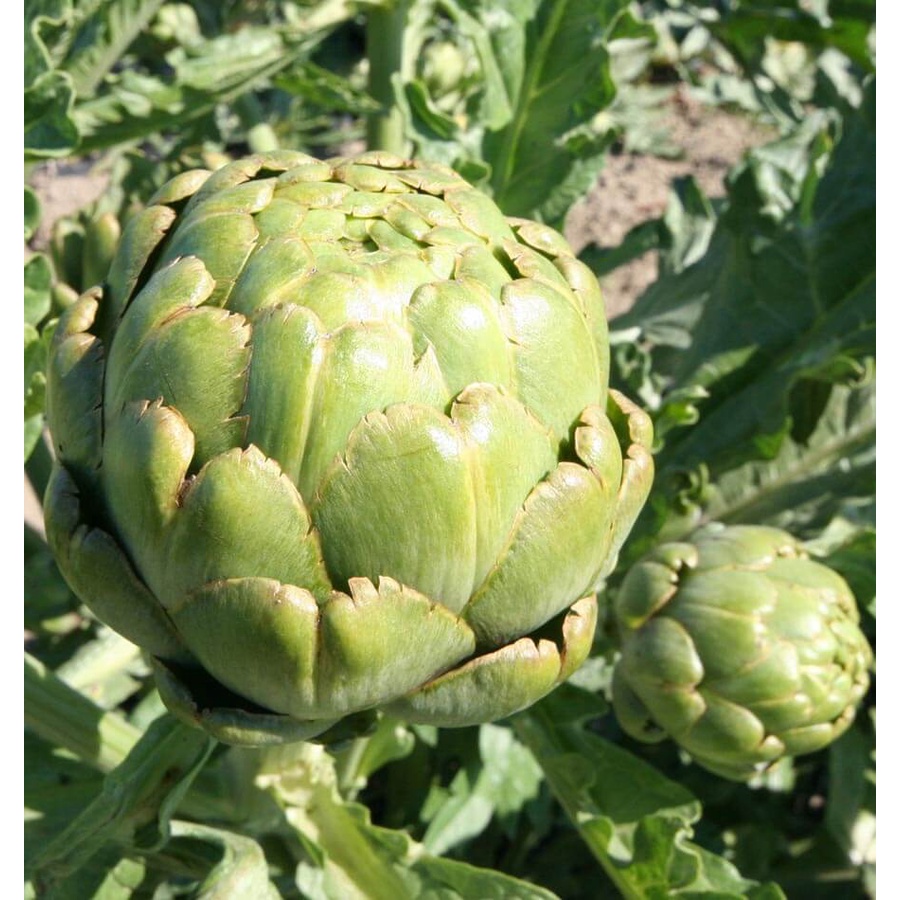 Benih Bibit Biji - Artichoke Italian Green Globe (Cynara scolymus) Seeds - IMPORT