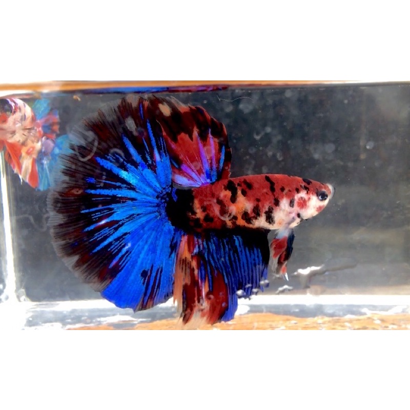 Halfmoon Red koi Size L Top grade (Terlaris)