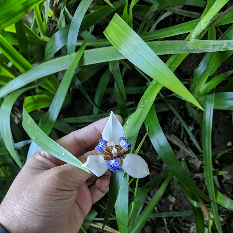 DIARY PETANI - Tanaman Hias Bunga Iris Northiana Iris Biru Neomarica Candida