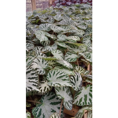 Tanaman begonia karpet hijau