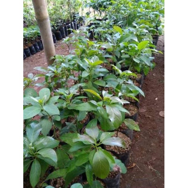 Esc Alpukat Kendil Bibit Alpukat Kendil Tambulampot