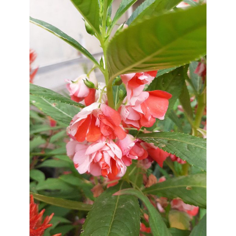 5 biji pacar air tumpuk pink dan merah (impatiens balsamina)