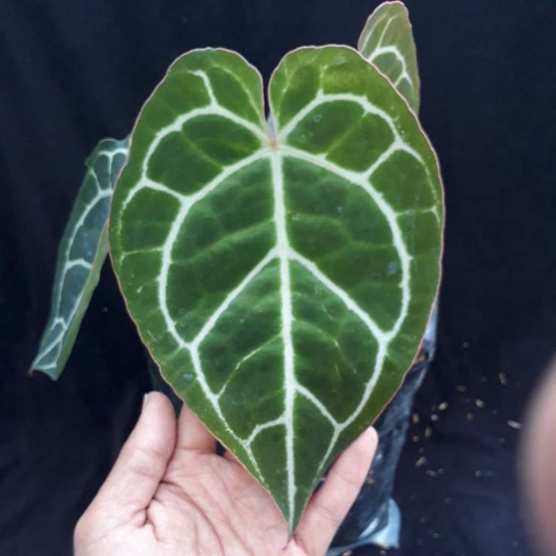 Anthurium cristalinum/tanaman kuping gajah