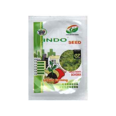 Benih Selada Bohemia / Batavia Lettuce Bohemia Enza Zaden Indogreen