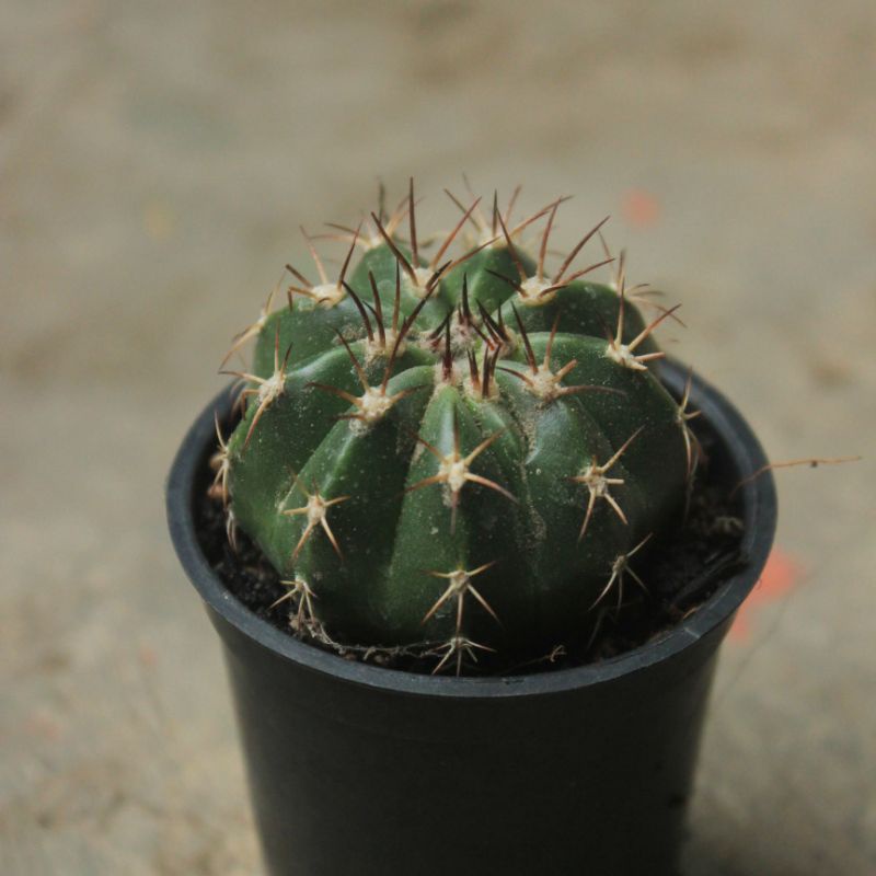 Kaktus Melocactus Curvispinus Ownroot