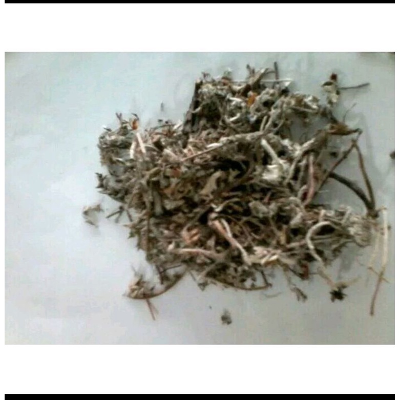 

600 G GR GRAM BEI ZI CAO LITHOSPERMUM ARNEBIA GROMMWELL ROOT
