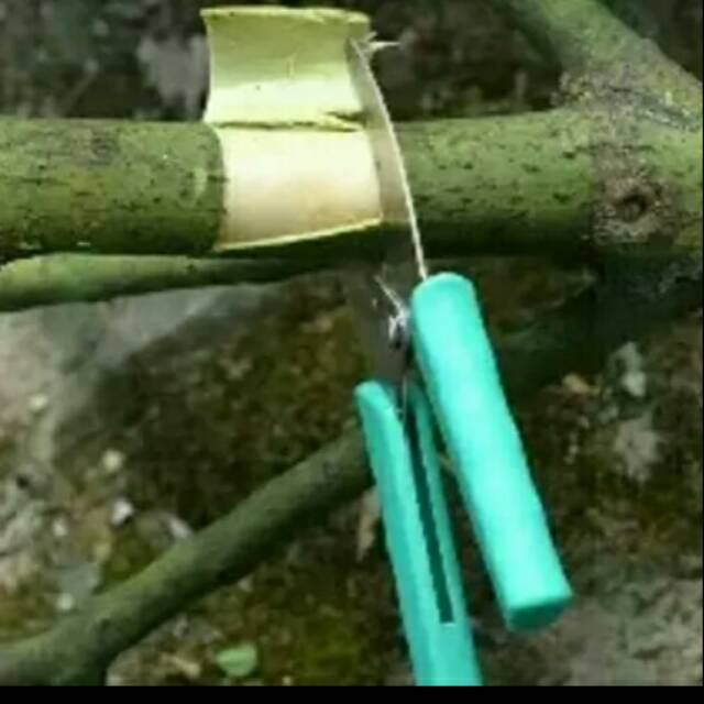 

Gunting untuk cangkok