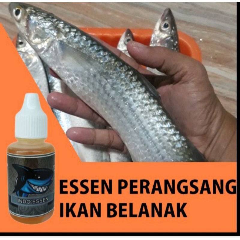 Essen perangsang ikan belanak