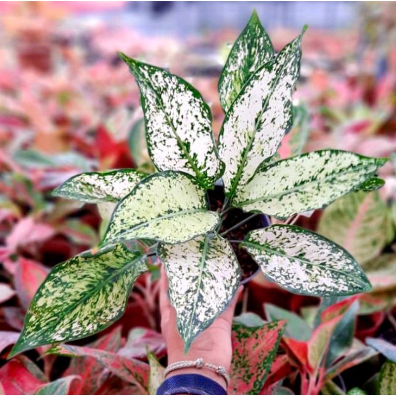 Bunga Aglonema Snowwhite Segar Rimbun Murah Aglo senowet