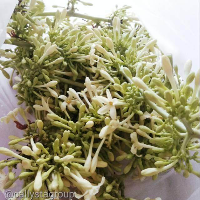 

Sayur Bunga Pepaya Fresh