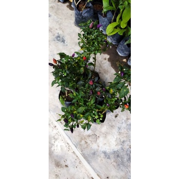 

LOMBOK PELANGI BERBUAH