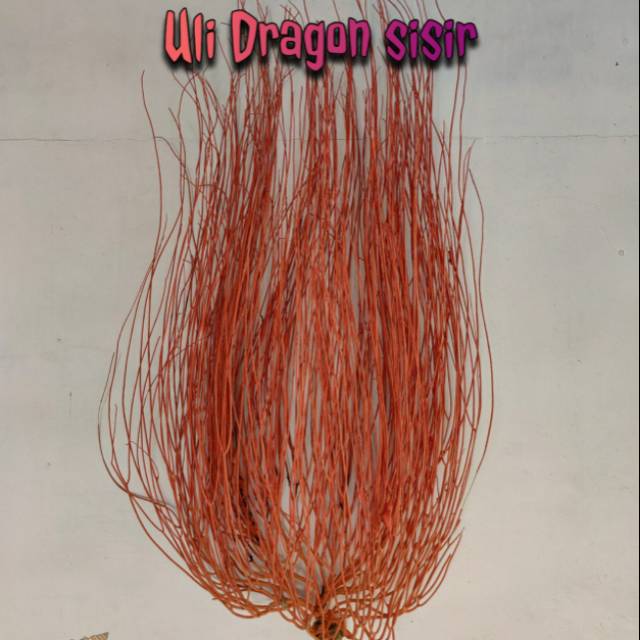 Uli gadang dragon sisir