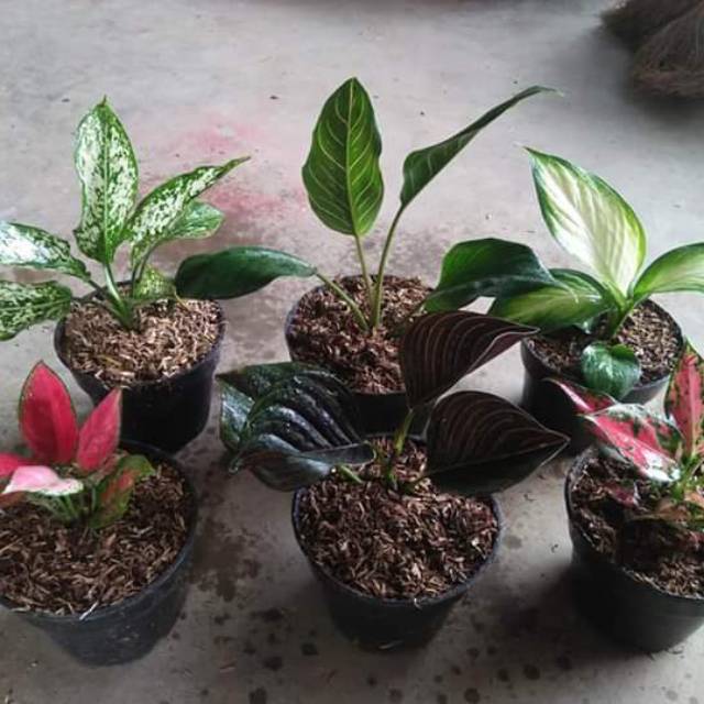 Bibit aglonema 6 paket bibit