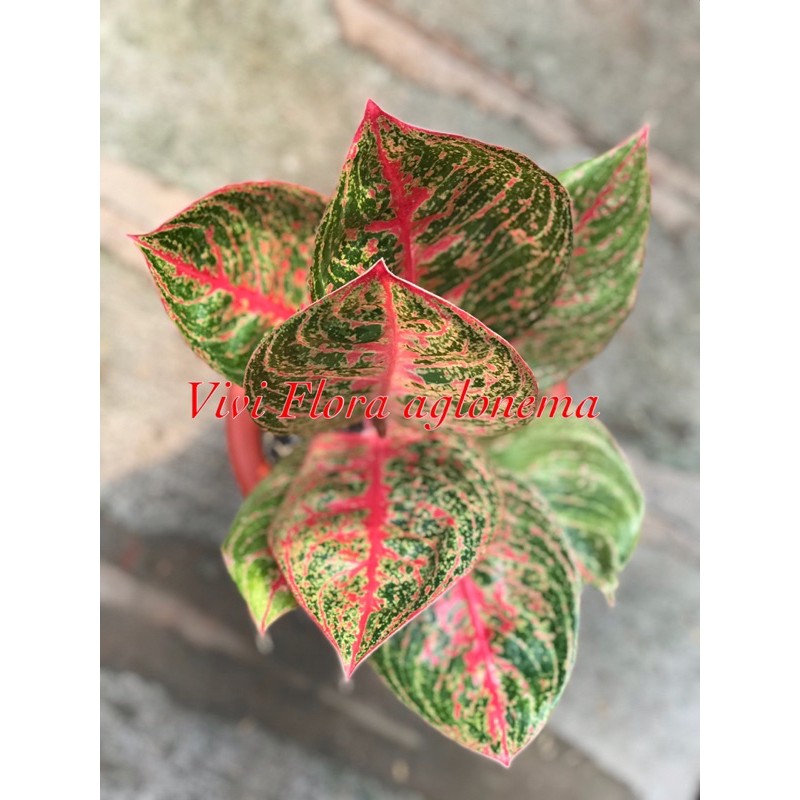 aglonema prancis red aglonema lokal aglonema tanaman hias tanaman lokal tanaman