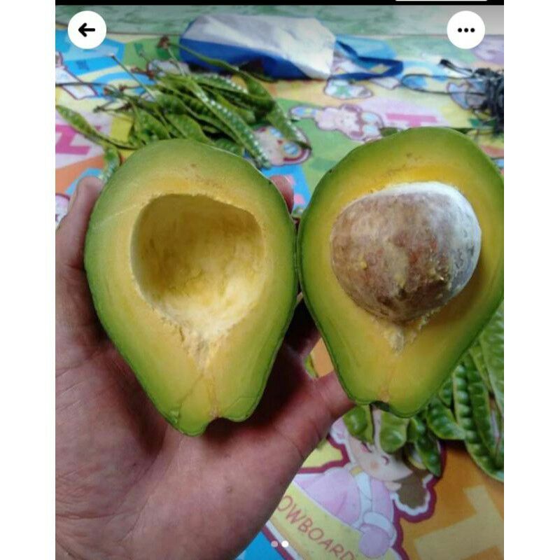 

alpukat fresh asli Sumbar kualitas premium 1 kg 2345