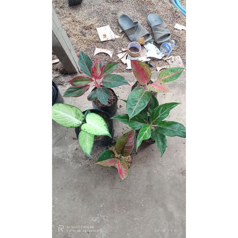 paket 5 jenis Aglaonema (Red Heng Heng/diven tisu/butterfly/Big Roy/Siam Aurora) tanian lokal semua