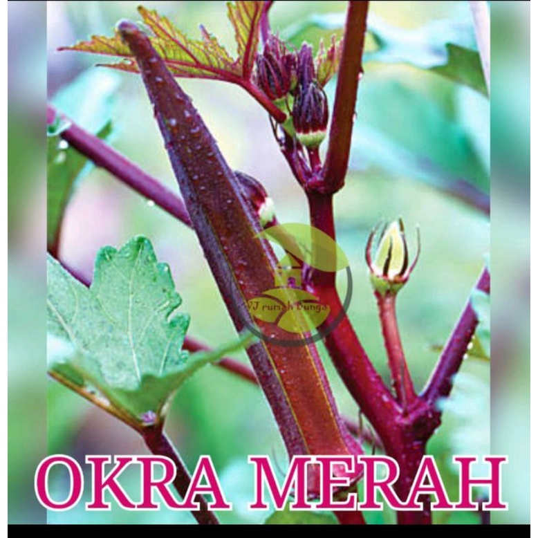 benih bibit okra merah