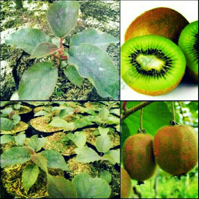 

bibit buah green kiwi