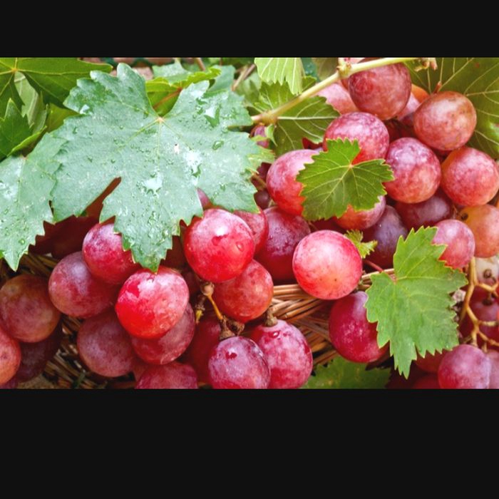 paket bibit anggur import