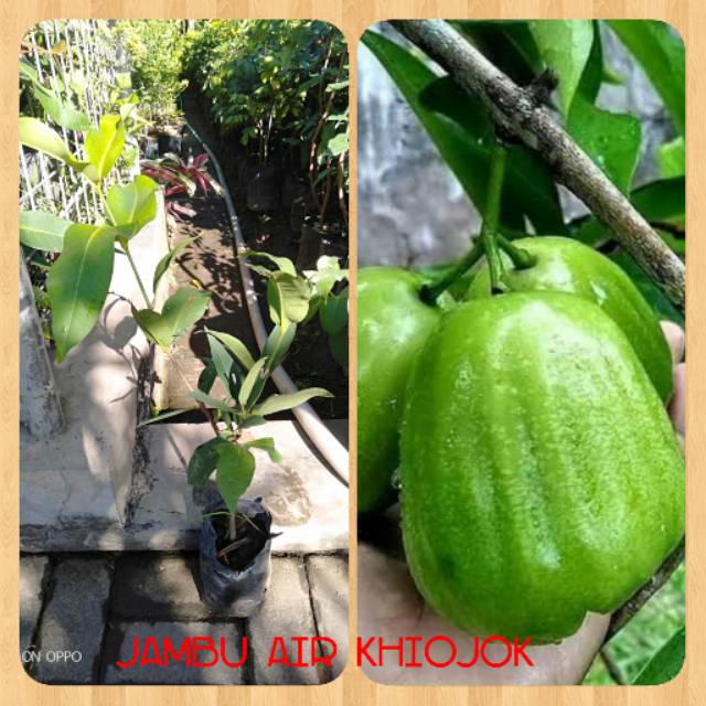 Bibit tanaman buah jambu air khiojok