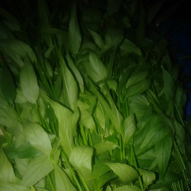 

Daun Sabah Snake grass segar