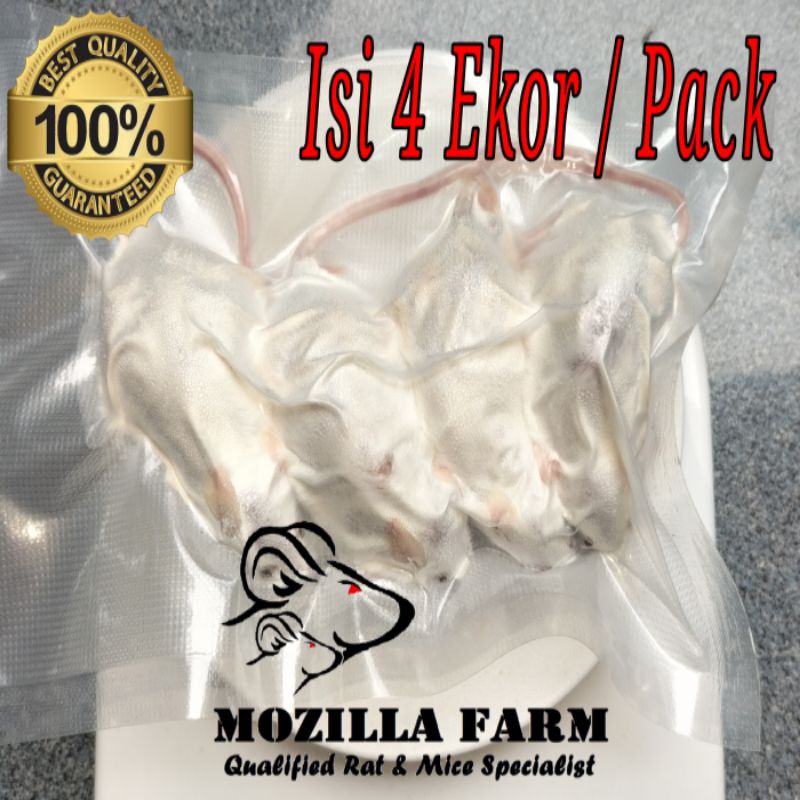Tikus Putih Beku / Frozen Rat Size Small Up ( Isi 4 Ekor / Pack )